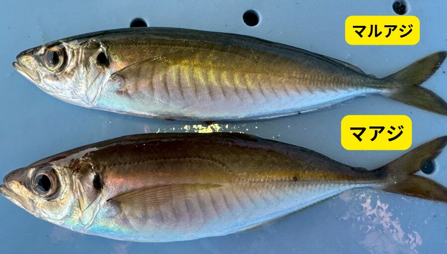 【初心者必見】サビキ釣りで釣れる「真アジ」と「丸アジ」の見分け方とは？釣太郎