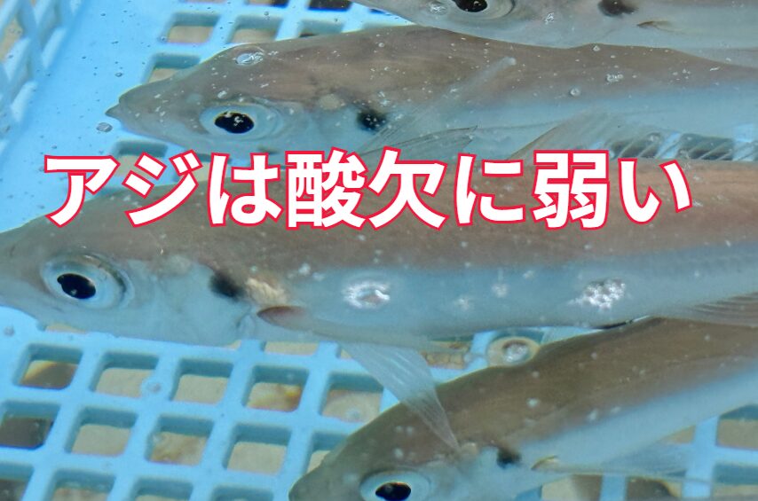 アジが暑さに弱い理由と長生きのコツ：アオリイカ釣り人向けガイド。釣太郎