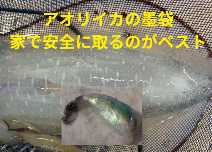 アオリイカの墨袋は焦らず、家で安全に取るのが正解！釣太郎