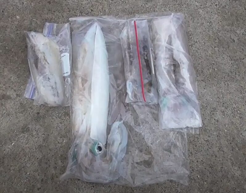 なぜ「アオリイカだけ」密閉式ビニール袋（ジップロック）に入れるのが常識になっているのか？釣太郎