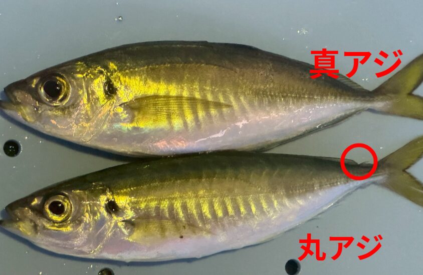 マアジとマルアジ。見分け方説明。サビキ釣り初心者へ。釣太郎