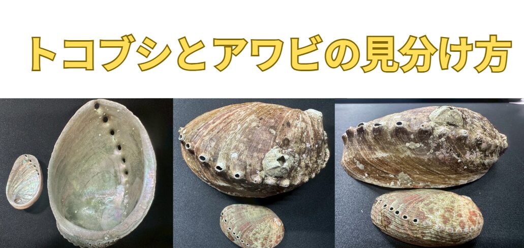 トコブシとアワビの【見分け方ポイント】釣太郎