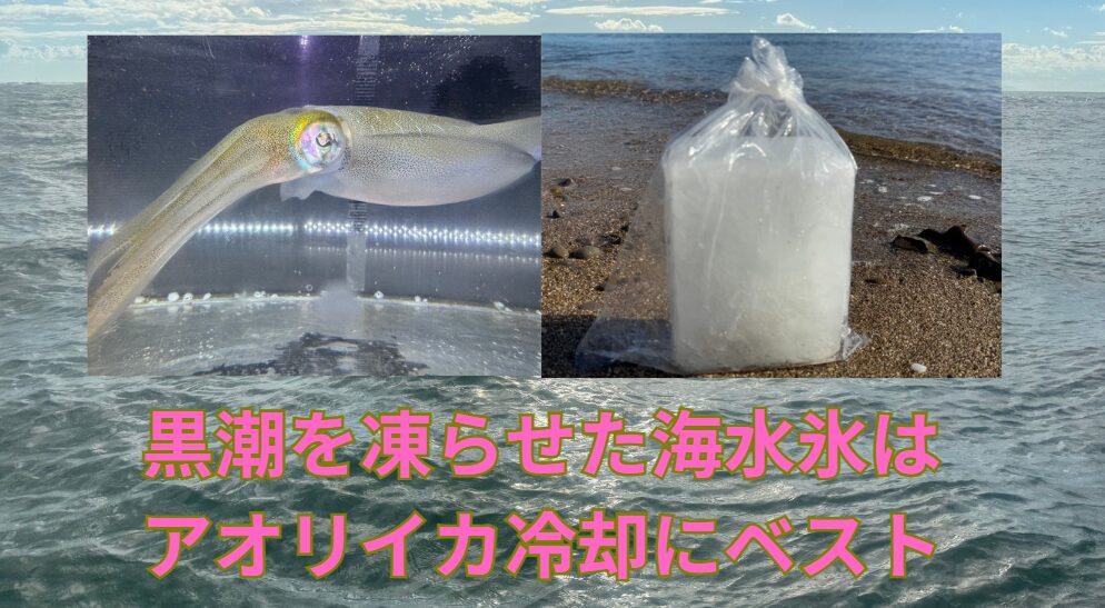 釣ったアオリイカを大切に持ち帰るなら海水氷がベスト。釣太郎
