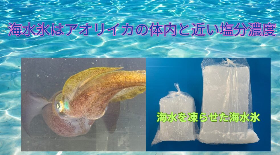 アオリイカの鮮度・食感を守るという観点では、真水で作った氷より「海水氷」の方が圧倒的におすすめ。釣太郎