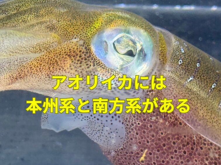 アオリイカには本州系、南方系、東南アジア系がある。釣太郎