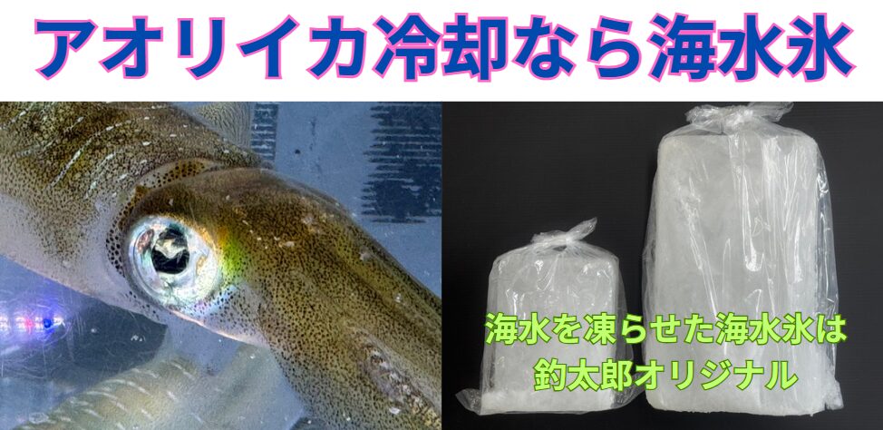 【保存の裏技】
アオリイカは海水氷で冷やせ!プロ直伝の方法。釣太郎