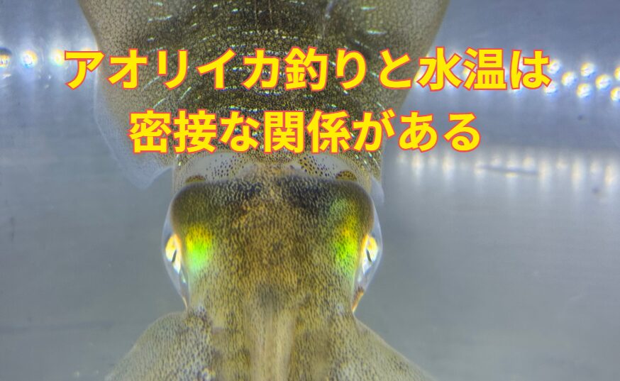 アオリイカ釣りと水温は、密接な関係がある。釣太郎