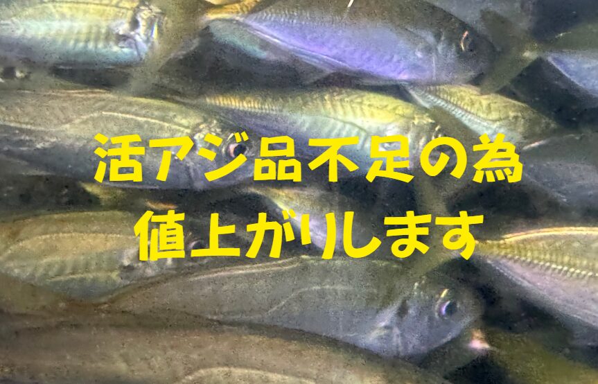 活アジ品不足の為、値上がりします。GWまで在庫足りるかどうかのレベルです。釣太郎