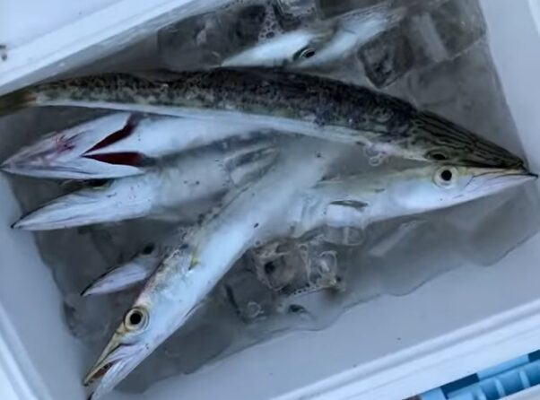 魚を冷やす場合、氷だけよりも海水を入れた氷水(潮氷)で冷やす方が一般的に良いとされています。釣太郎