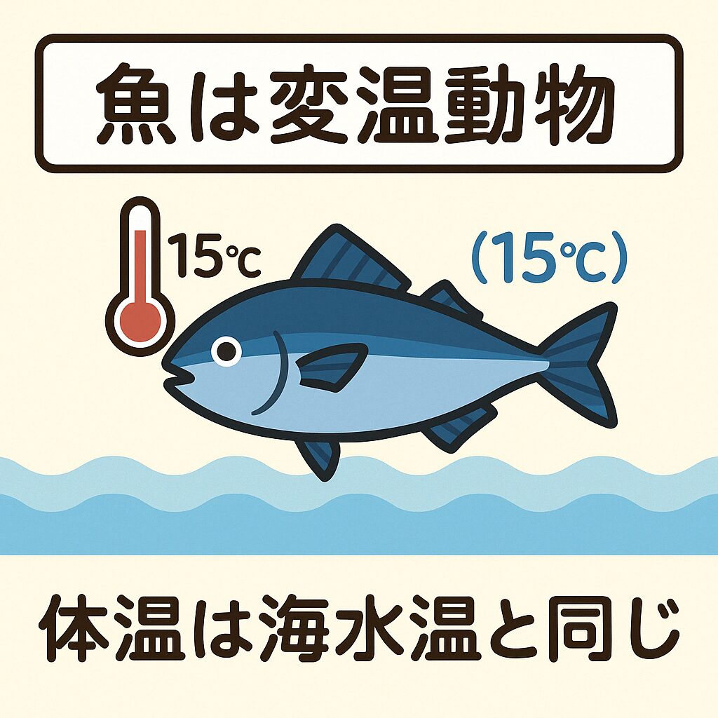 魚は海水温度と同じ熱を持つ変温動物。釣太郎