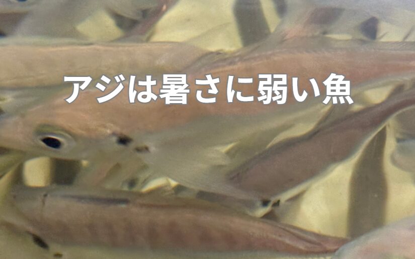 アジは暑さに弱いため、海水少な目、爪杉は禁物。アオリイカ釣り入門。釣太郎