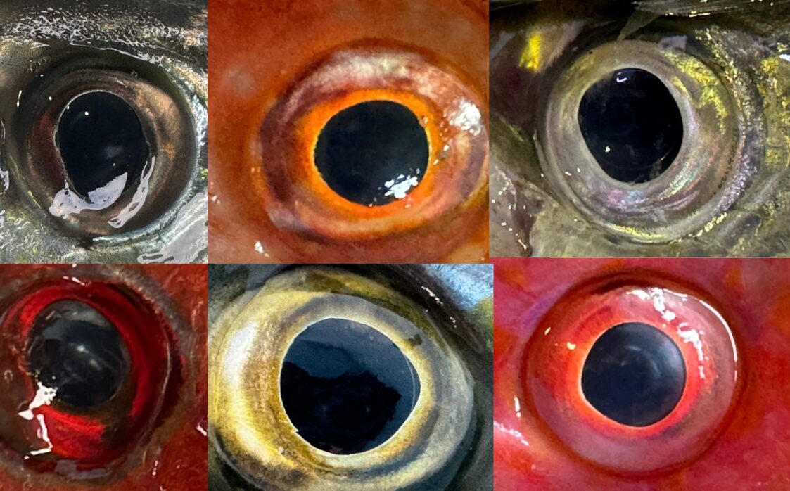 魚の視界は広い為、敵の早期発見できる。これは生存のための重要要因。釣太郎