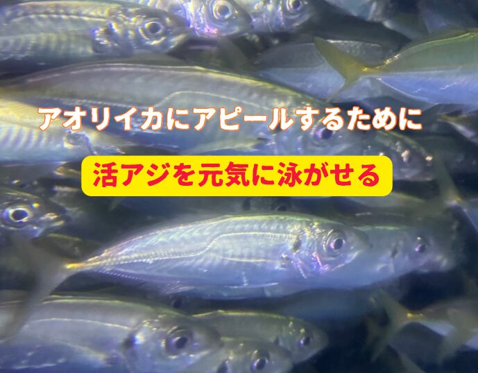 活けアジの扱いは“丁寧・静か・短時間”が鉄則！釣太郎