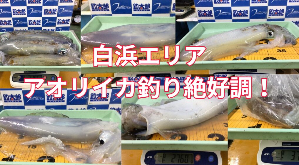 白浜エリア、アオリイカ釣り絶好調！活アジあります。釣太郎