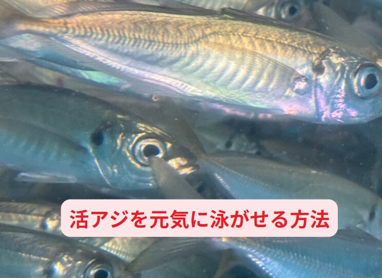 【ヤエン釣り必見】活アジを弱らせない5つのコツ!アオリイカ釣り入門。釣太郎