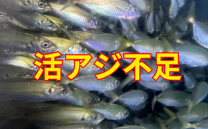 不漁の為、アオリイカ釣り用エサ「活アジ」が決定的に不足しています。釣太郎