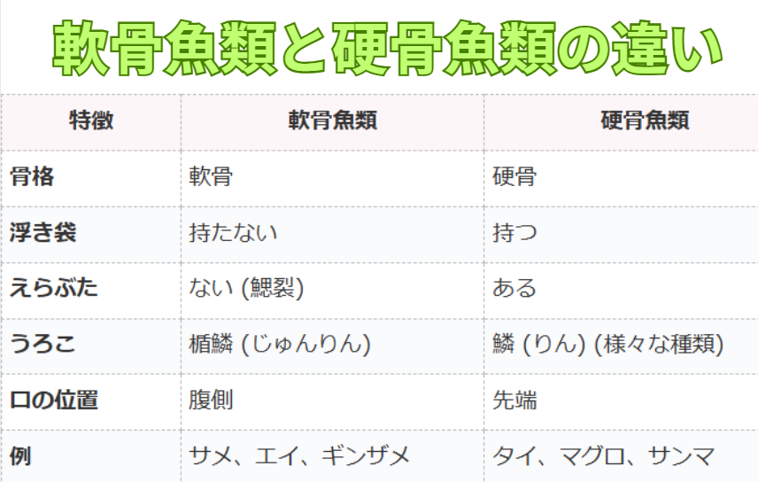 軟骨魚類と硬骨魚類の違い説明。釣太郎