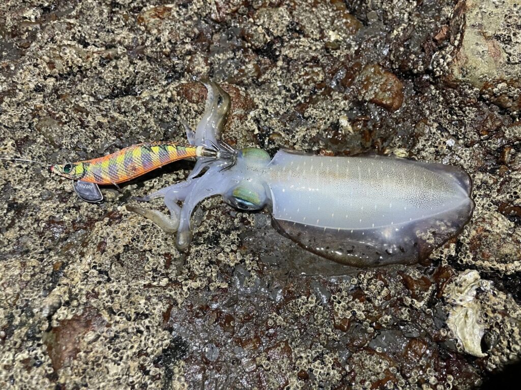 近年全国的にアオリイカは減っている？増えている？釣太郎