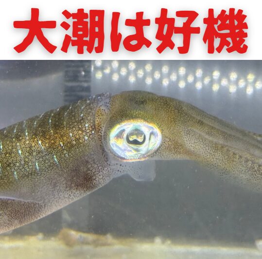 2025年4月12日から4月15日の大潮、そして朝マズメ。アオリイカ釣り師の皆さん、歴史に残るであろうゴールデンタイムがやってきます!釣太郎