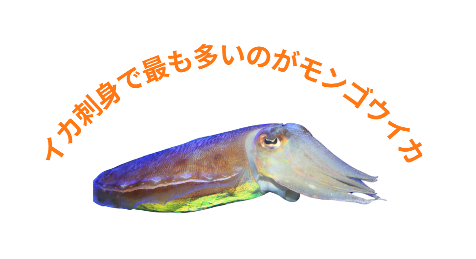 イカ刺しの主役は“コスパ最強の輸入モンゴウイカ”。釣太郎