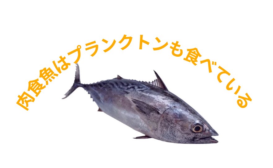 フィッシュイーター(肉食魚)は活魚だけでなくプランクトンも食べている。釣太郎