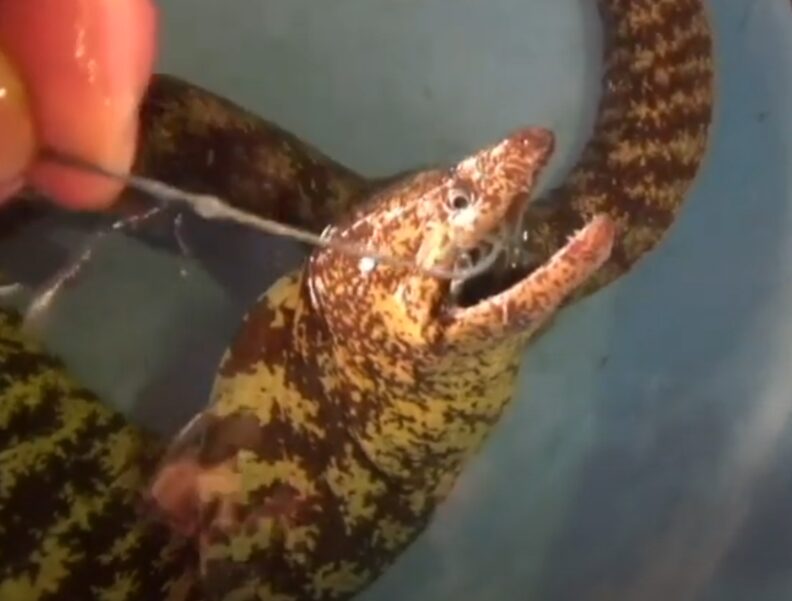 ヤエン釣りでウツボが釣れるパターン紹介。釣太郎