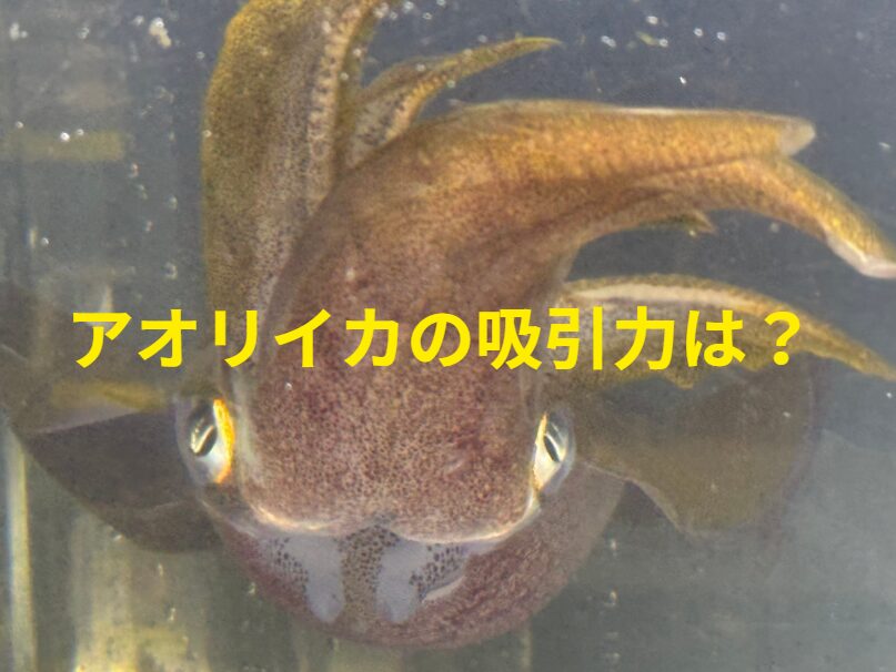 アオリイカの吸盤には「角質環」と呼ばれるリング状の歯があり、これが獲物に食い込むことで滑りやすい獲物を捕らえるのに役立ちます。釣太郎