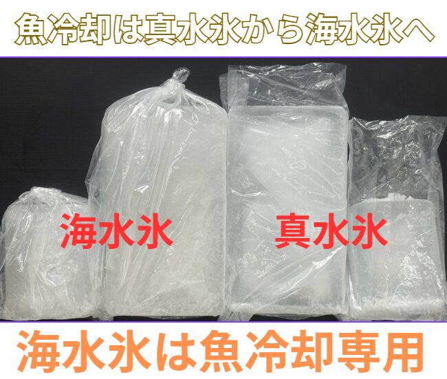 魚の冷却は従来の真水氷から、海水を凍らせた海水氷へ移行中。釣太郎