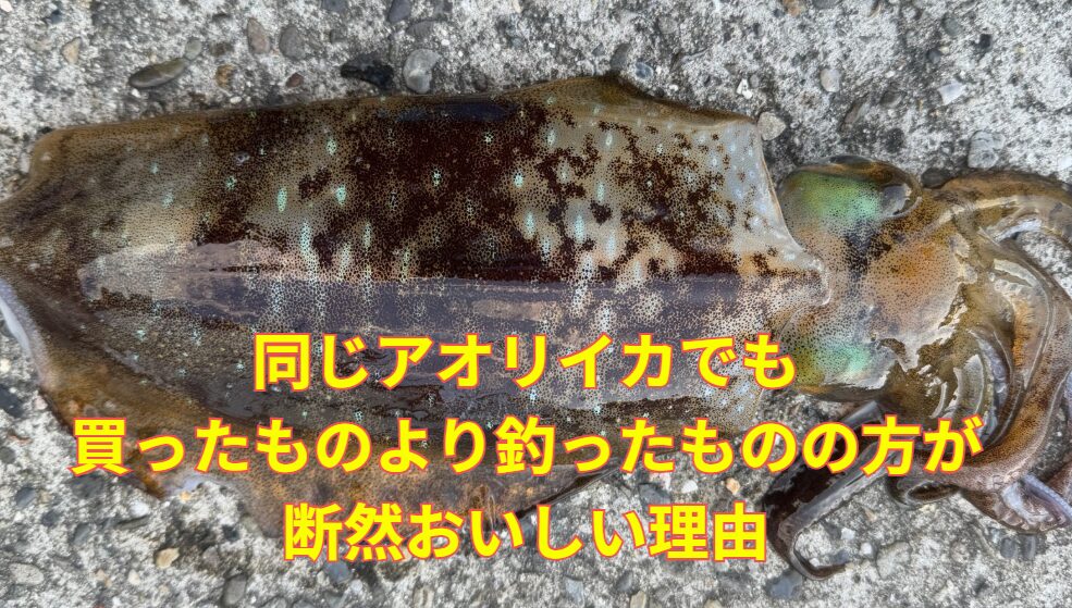 同じアオリイカでも、買ったものより自分で釣ったもののほうがおいしい理由。釣太郎