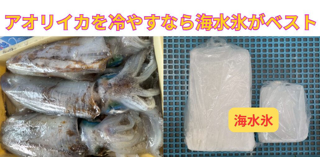 アオリイカを冷やすなら、通常の真水氷より海水氷がベスト。釣太郎