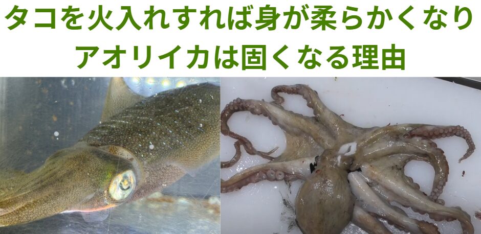 アオリイカが火を通すと固くなる理由。釣太郎