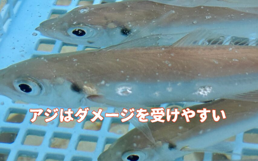 活アジのダメージ度は、網ですくった時、針を刺した時、投げた時、海の中で泳がせている時、バケツの中で揺られている時、それぞれどの程度か、ご説明。釣太郎