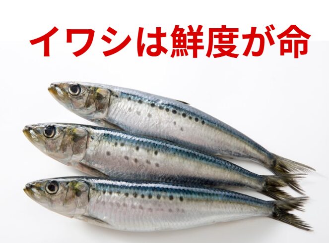 イワシは鮮度が命。新鮮なうちはうまい魚。釣太郎