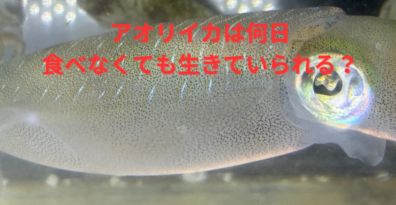 獲物にありつけなかった場合でも、アオリイカは3から10日は餓死しない。釣太郎