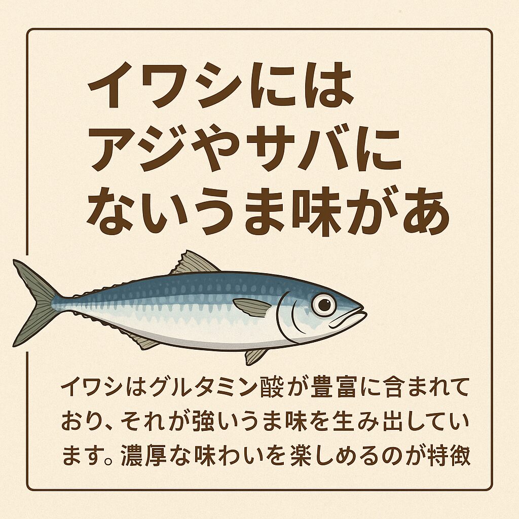 イワシは安価な魚だが、アジやサバにはないうま味がある。釣太郎