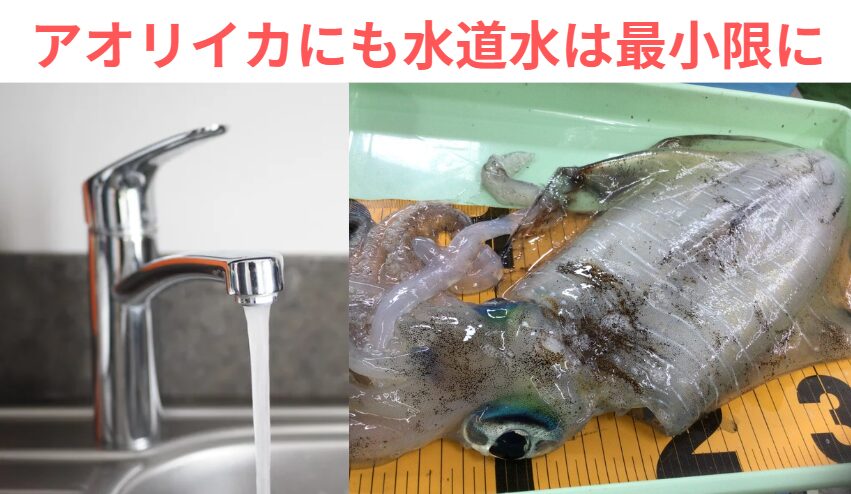 アオリイカは“実は硬い”けど、“水分を吸う”生き物・水道水は最小限に。釣太郎