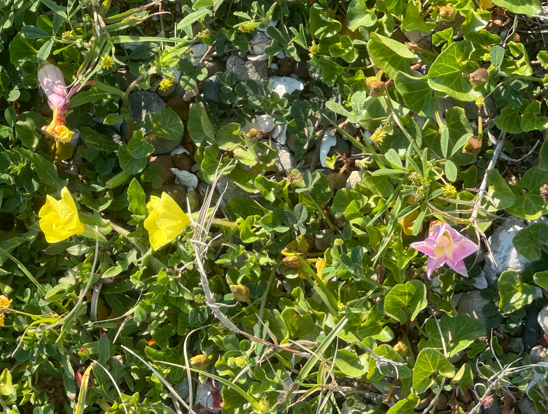 ビーチに咲く綺麗な花は黄色左はマツヨイグサ（待宵草）とハマヒルガオ（浜昼顔）。釣太郎