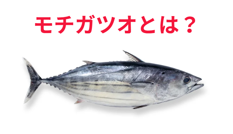 モチガツオのご説明。釣太郎