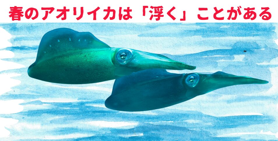春の大型アオリイカは日中でも海面に浮くことがある。釣太郎