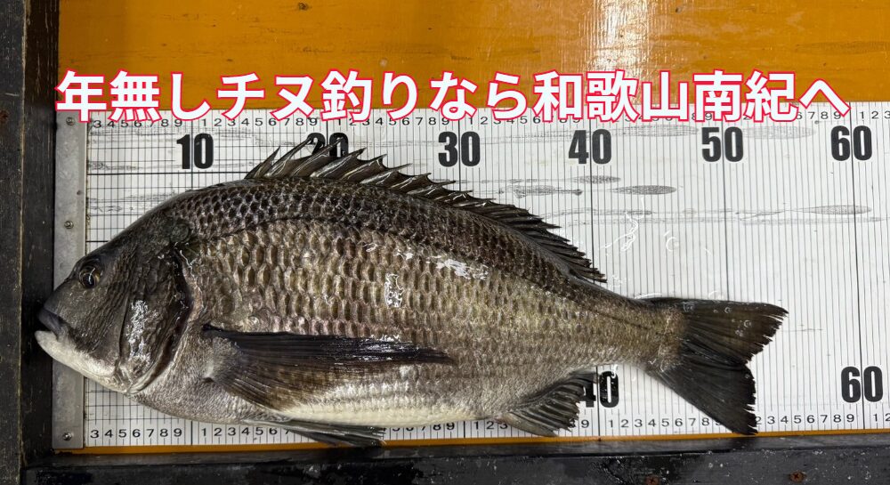 年無しチヌを狙うなら、和歌山南紀へお越しください。釣太郎