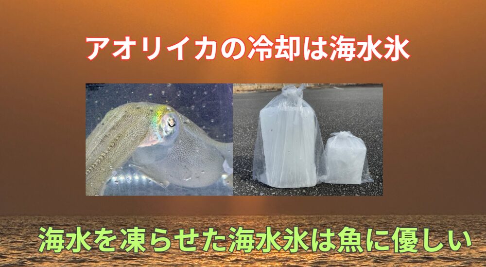 釣ったアオリイカを最高に仕上げる秘密兵器 それが――海水氷!釣太郎