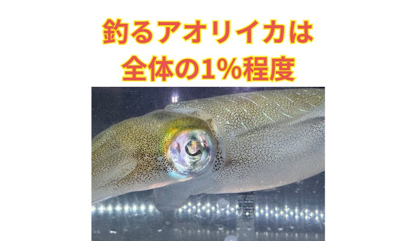 アオリイカ、人間が釣るのは全体の「1～2％」程度！釣太郎