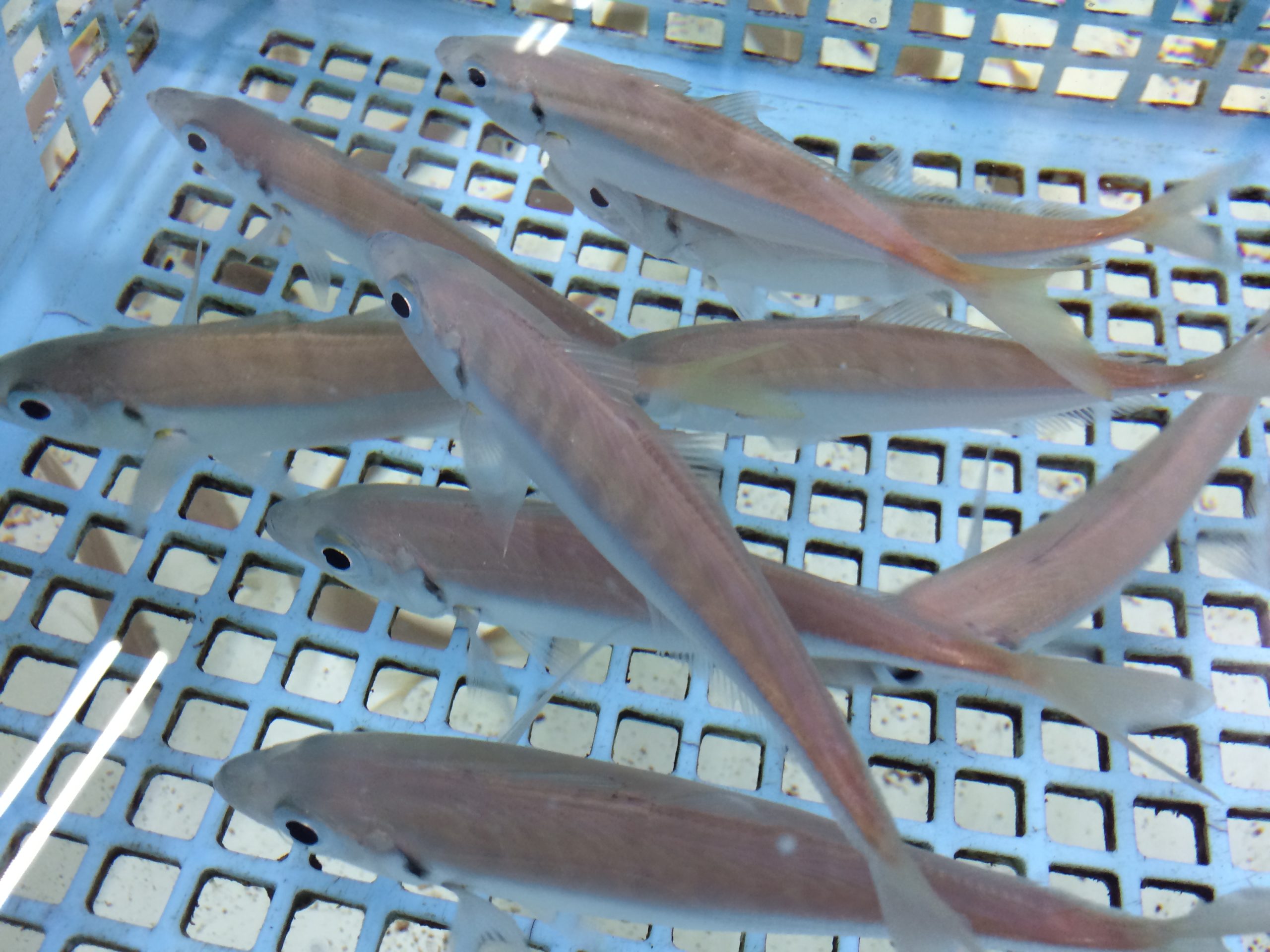 アオリイカ釣りの活けアジ管理｜気温別・経過時間ごとの弱り方を徹底解説！釣太郎