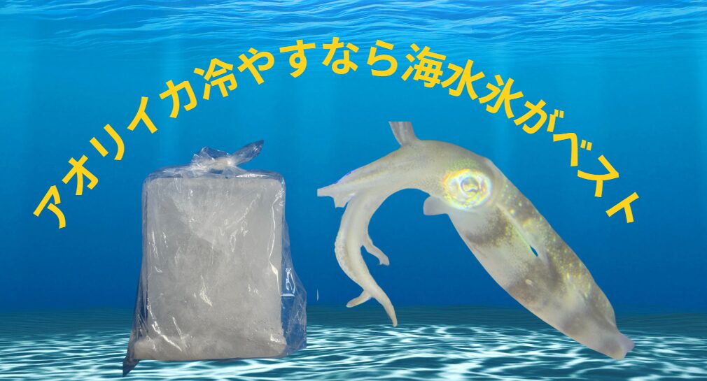 釣行帰りの失敗、してませんか？海水氷でアオリイカが激変。釣太郎