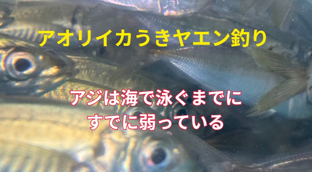 アオリイカのヤエン釣りに使うエサの活けアジ。アジですくう、バケツの中で詰められ揺られる、ぜいごに針を刺される、投げられる。これらの負担率説明。釣太郎