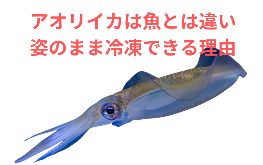 アオリイカは姿冷凍に向いている“特殊な海の幸”。釣太郎