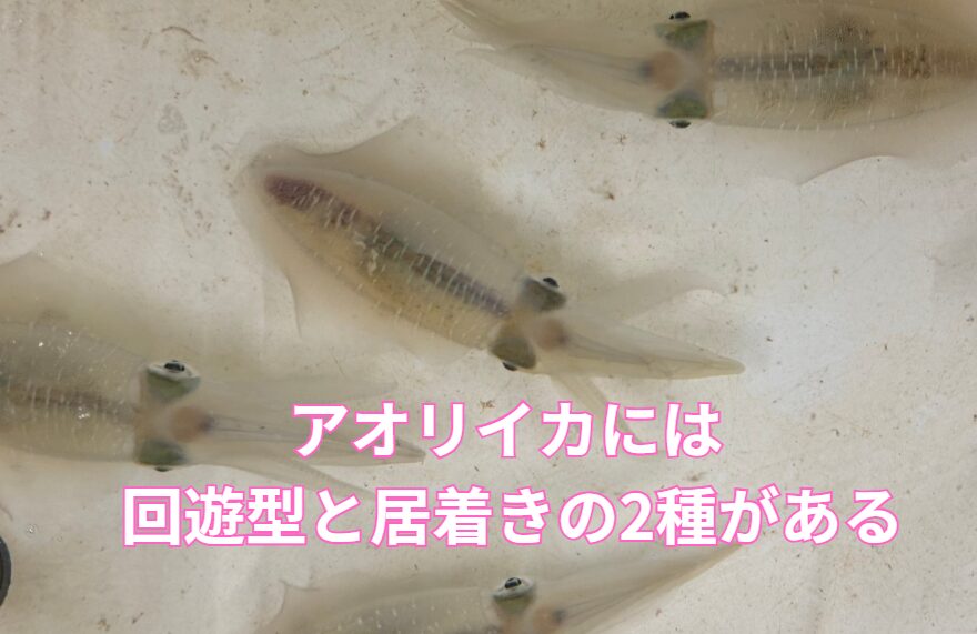 アオリイカには、 回遊と 居着きがある。見分け方と特徴説明。釣太郎