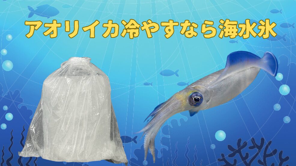 海水で作った海水氷は、アオリイカ冷却にベスト。釣太郎
