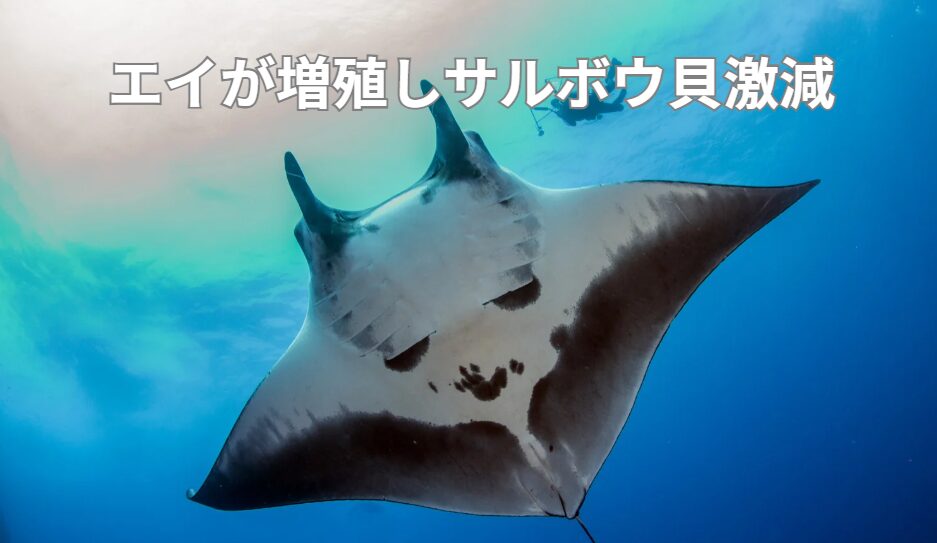 エイ増殖により石鯛ツリエサにサルボウ貝が激減している。なぜエイが増えているのか。釣太郎