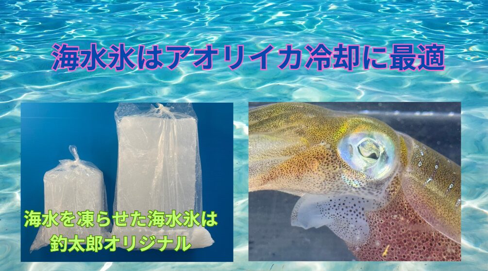 アオリイカの冷やし方は「真水より海水を凍らせた氷がいい」釣太郎